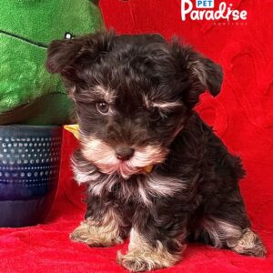 Yorkiepoo, Artemisa 3