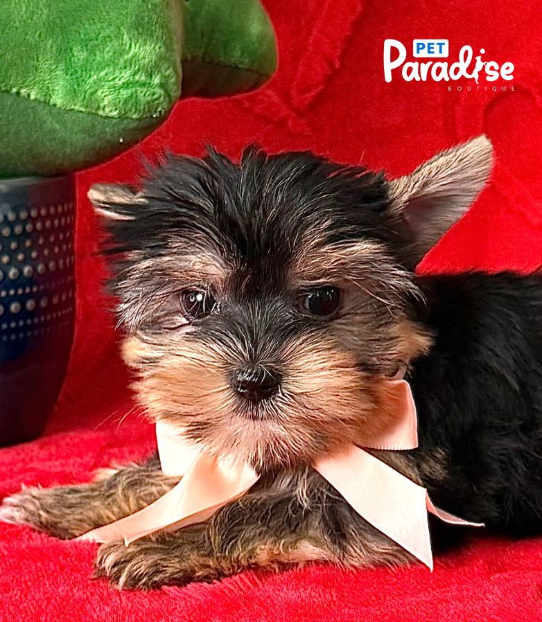 Yorkshire Terrier, Cloe 1