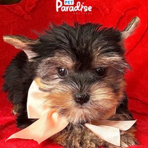 Yorkshire Terrier, Cloe 2