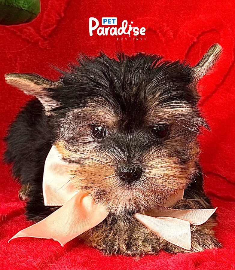 Yorkshire Terrier, Cloe 2