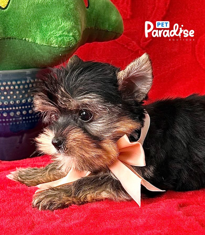 Yorkshire Terrier, Cloe 3