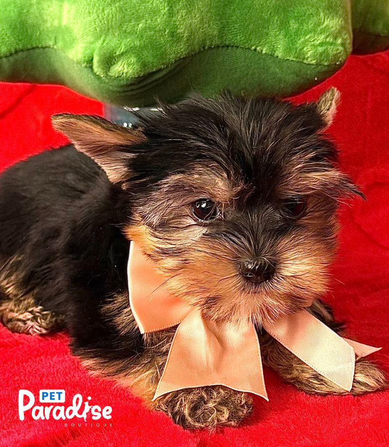 Yorkshire Terrier, Cloe