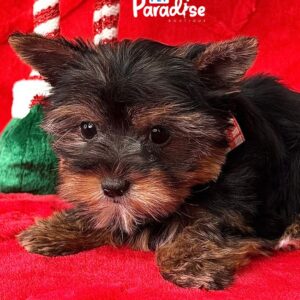 Yorkshire Terrier, Frida 2