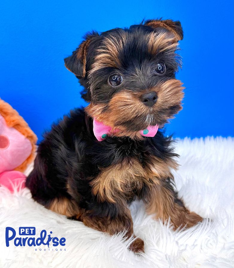 Yorkshire Terrier, Kitty 1