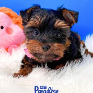 Yorkshire Terrier, Kitty 2