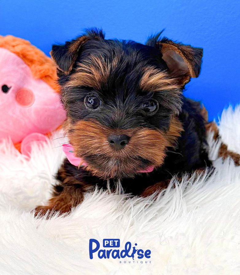 Yorkshire Terrier, Kitty 2