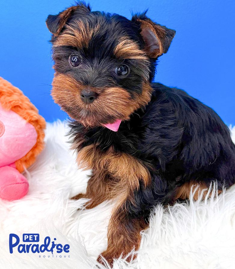 Yorkshire Terrier, Kitty 3