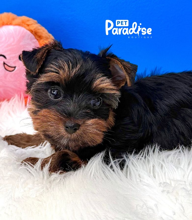 Yorkshire Terrier, Kitty