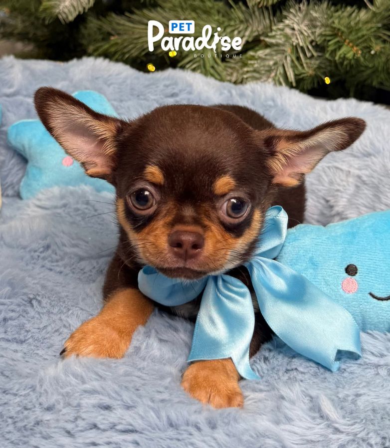 Chihuahua, Toronto 1