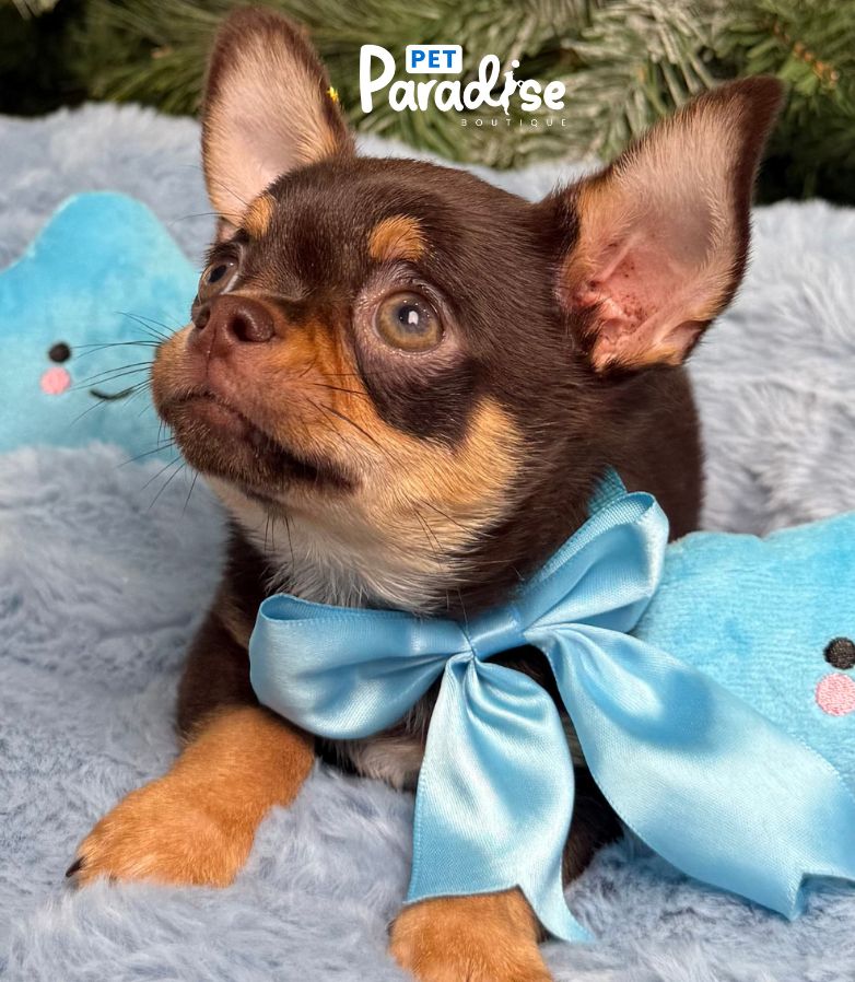 Chihuahua, Toronto 2