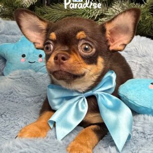 Chihuahua, Toronto 3