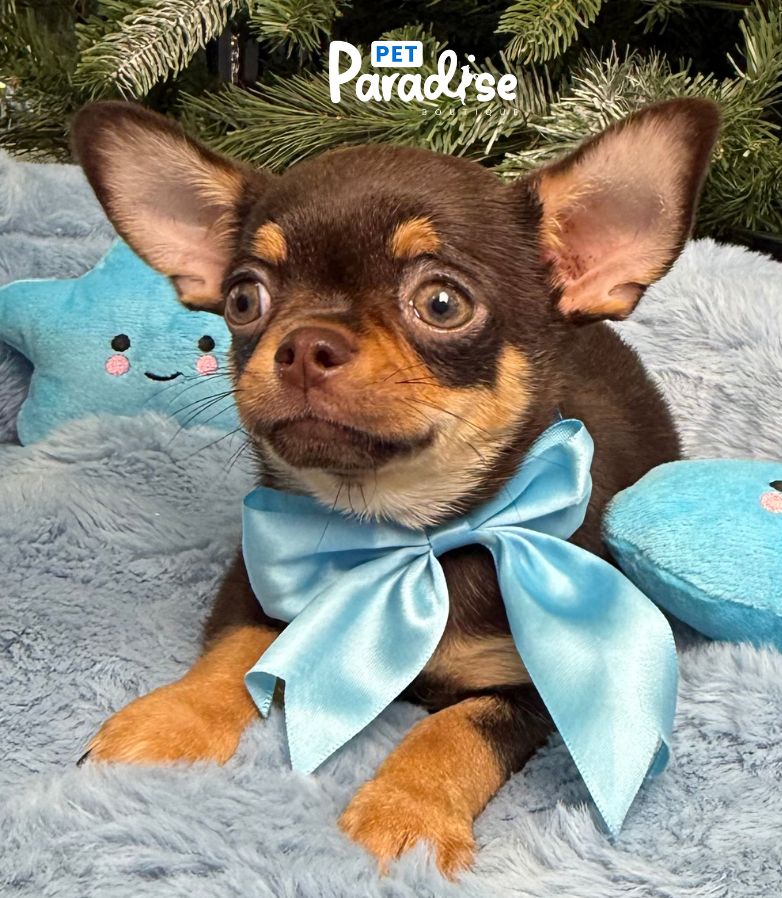 Chihuahua, Toronto 3