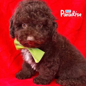 Poodle, Archie 2