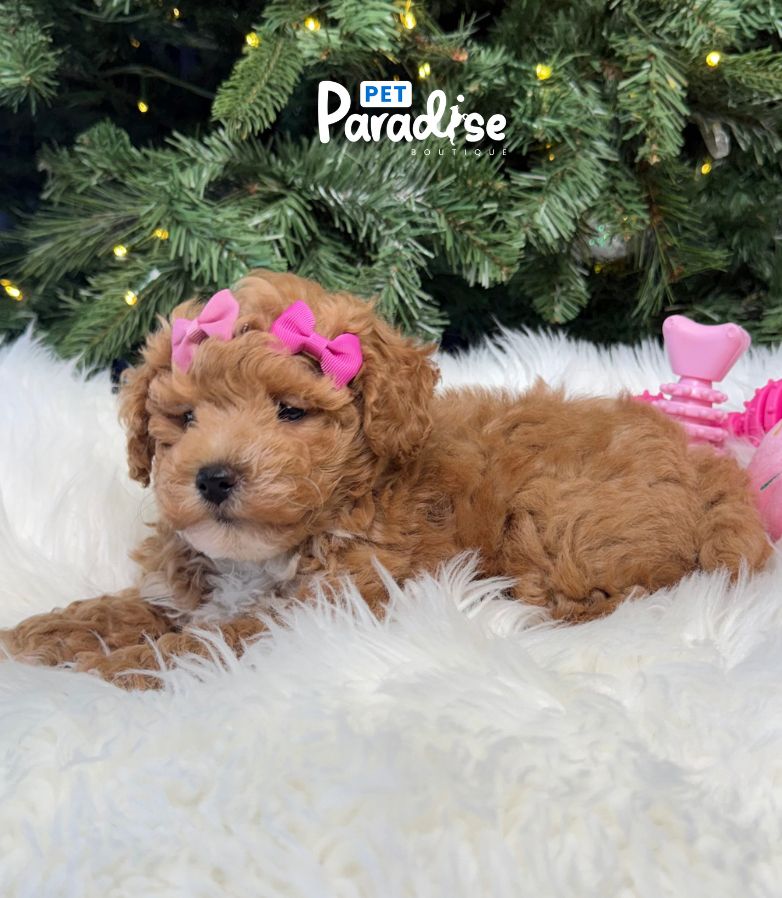 Poodle, Dina 3