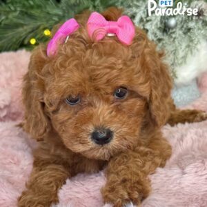 Poodle, Laury 1