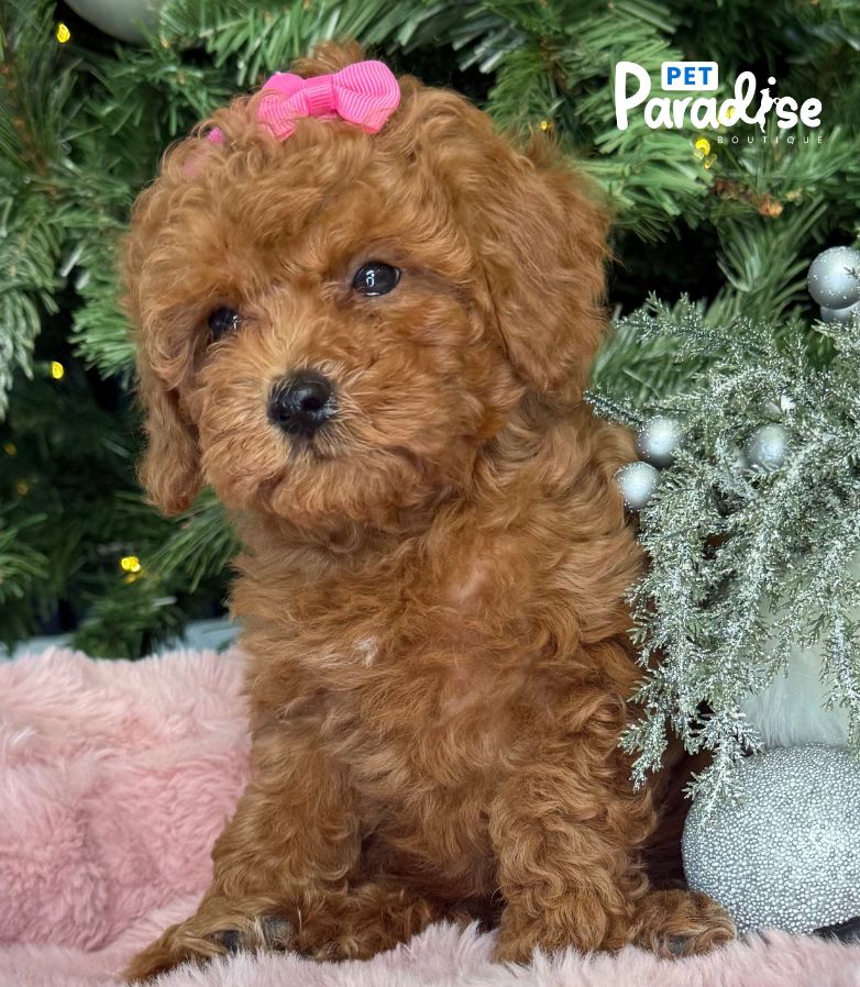 Poodle, Laury 2