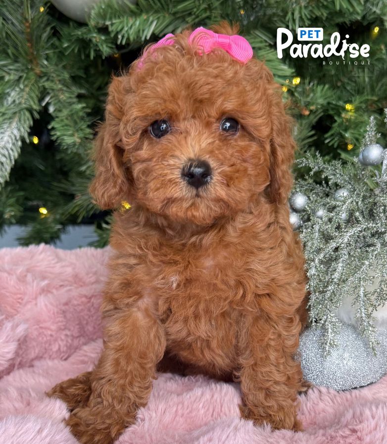 Poodle, Laury 3