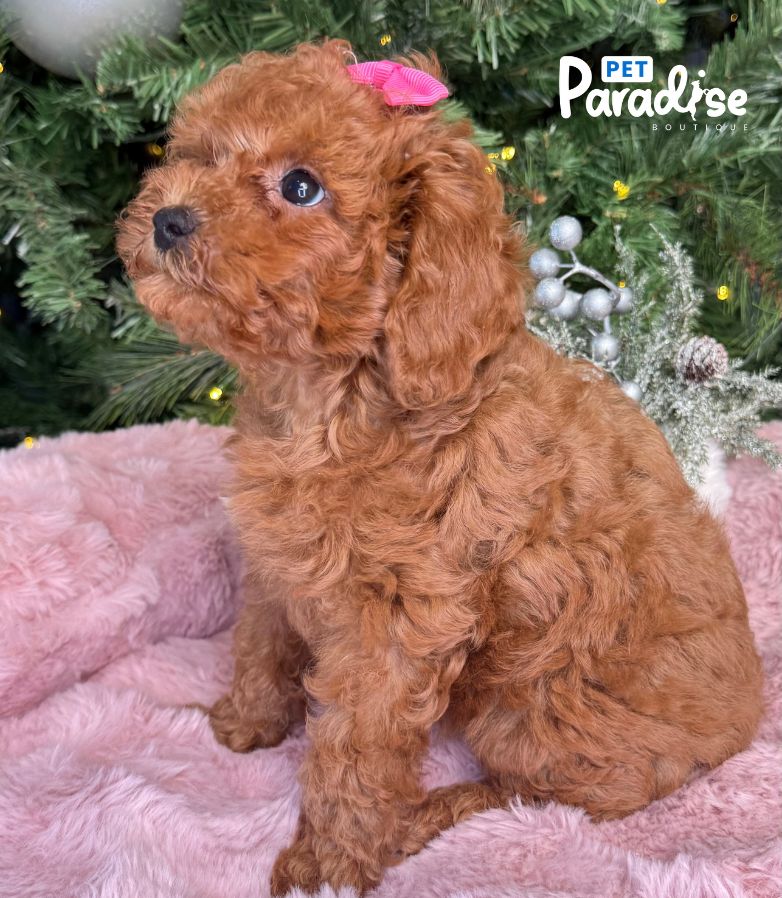Poodle, Laury