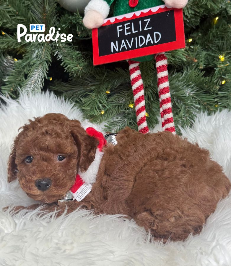 Poodle, Lindo 3