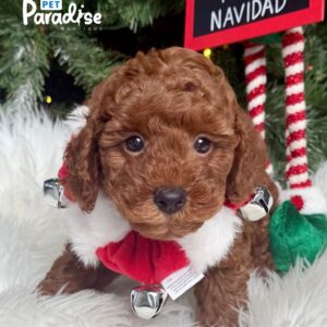 Poodle, Lindo