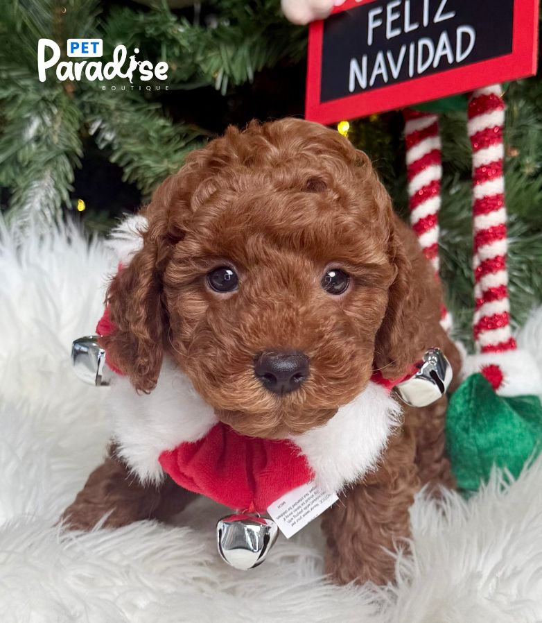 Poodle, Lindo