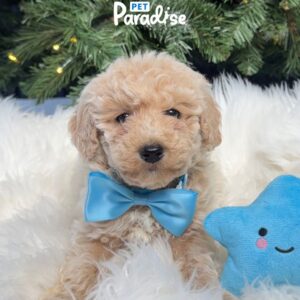 Poodle, Romeo 2