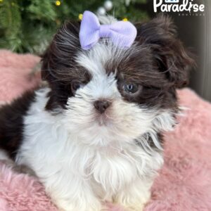 Shih Tzu, Rosi 2