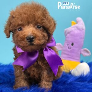 Toy Poodle, Odin 1