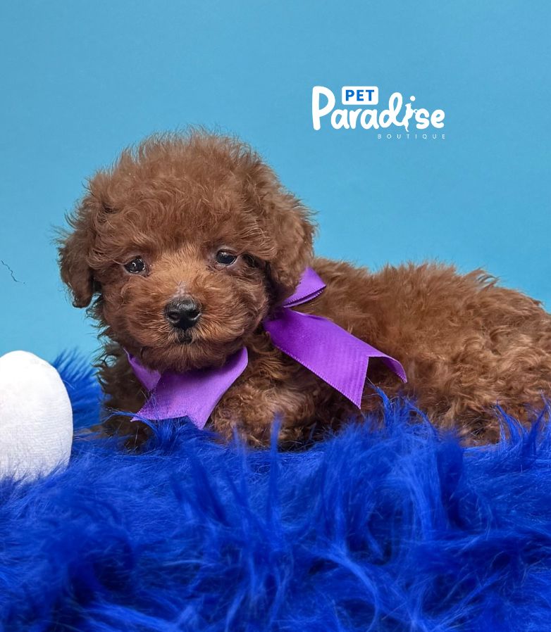 Toy Poodle, Odin 2