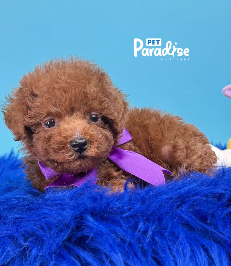 Toy Poodle, Odin