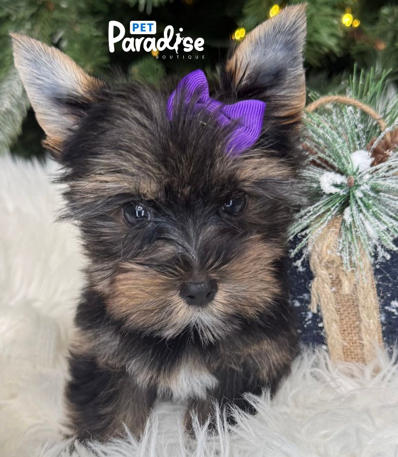 Yorkshire Terrier, Analis 1