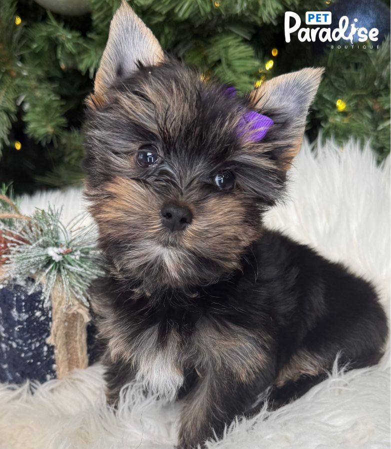 Yorkshire Terrier, Analis 2