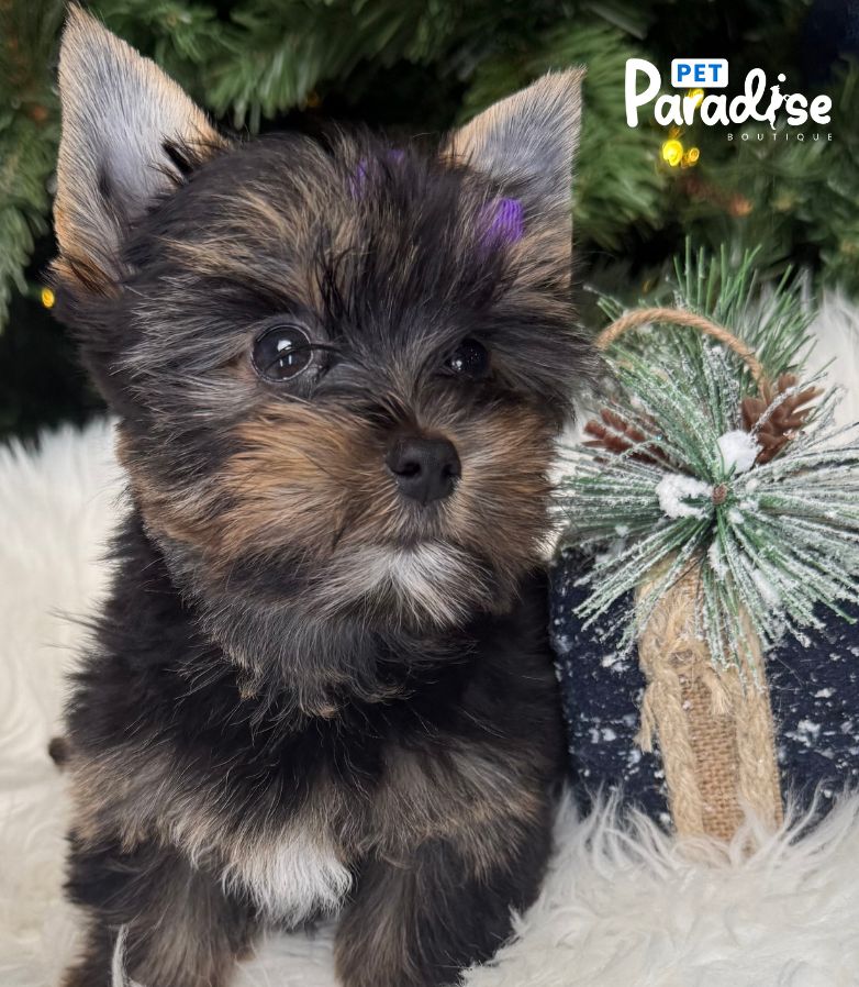 Yorkshire Terrier, Analis 5