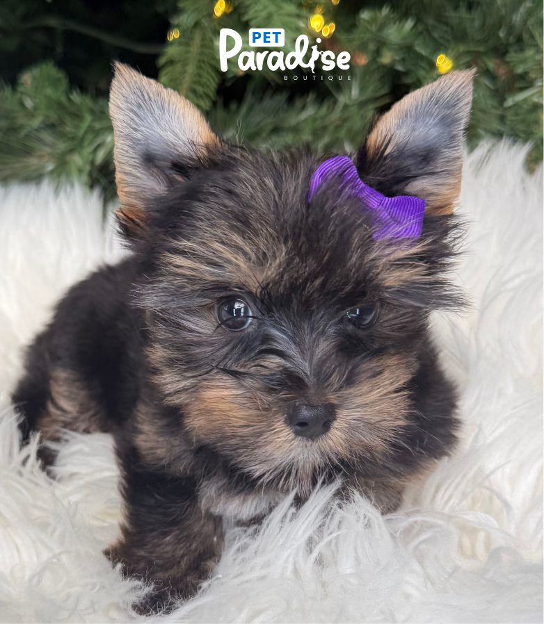 Yorkshire Terrier, Analis