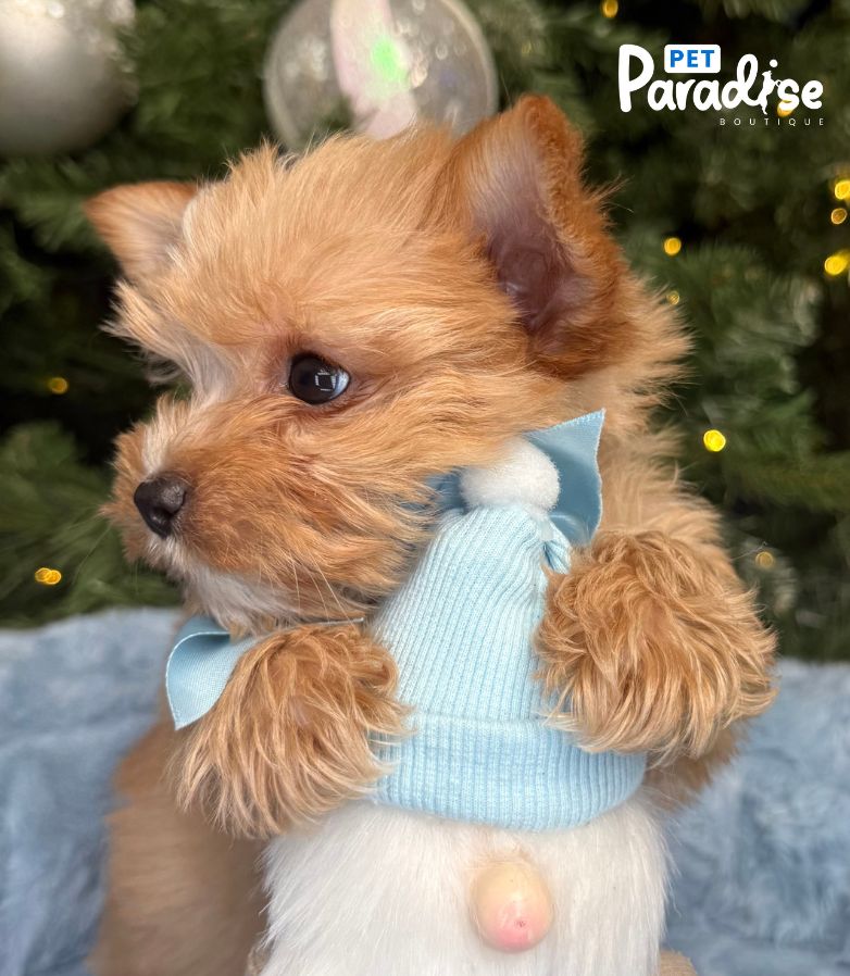 Yorkshire Terrier, Jack 1