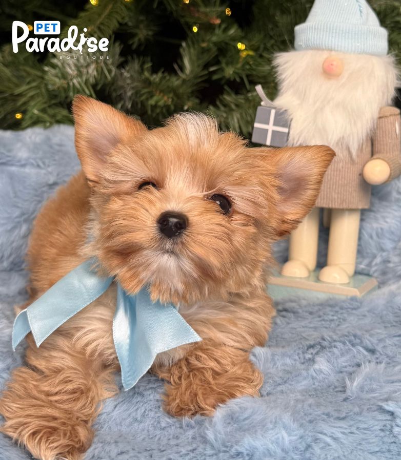 Yorkshire Terrier, Jack 2