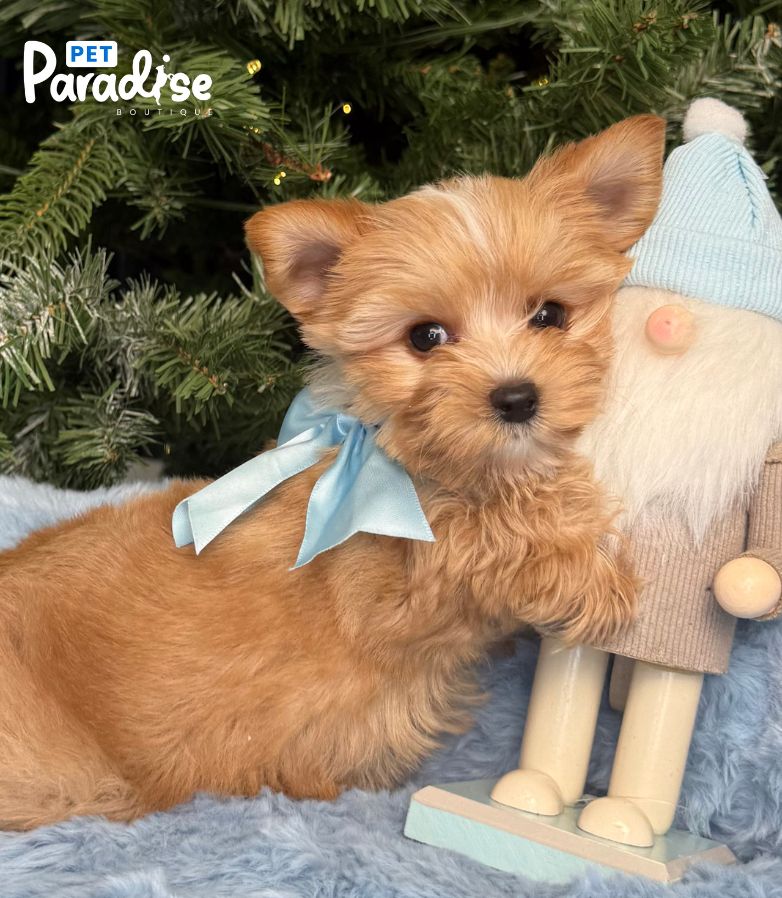 Yorkshire Terrier, Jack 3