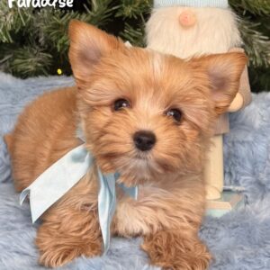 Yorkshire Terrier, Jack