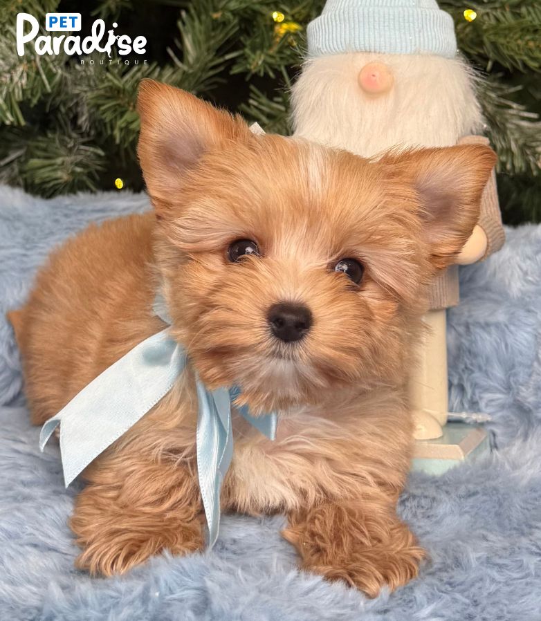 Yorkshire Terrier, Jack