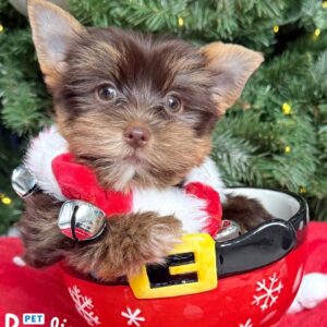 Yorkshire Terrier, Maya 1