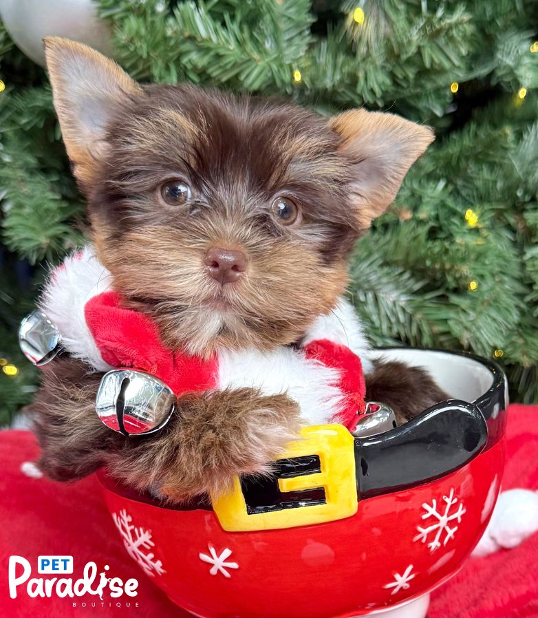 Yorkshire Terrier, Maya 1