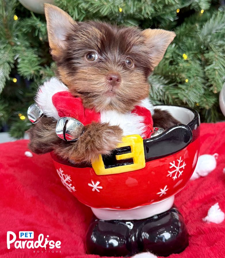 Yorkshire Terrier, Maya 2