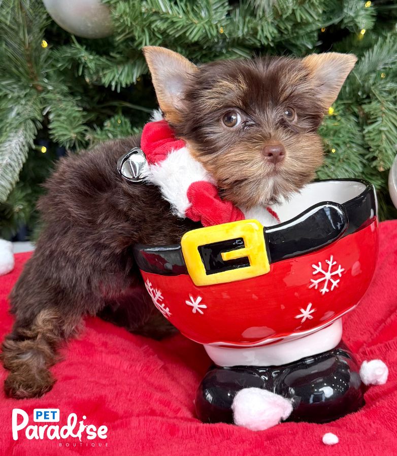 Yorkshire Terrier, Maya 3