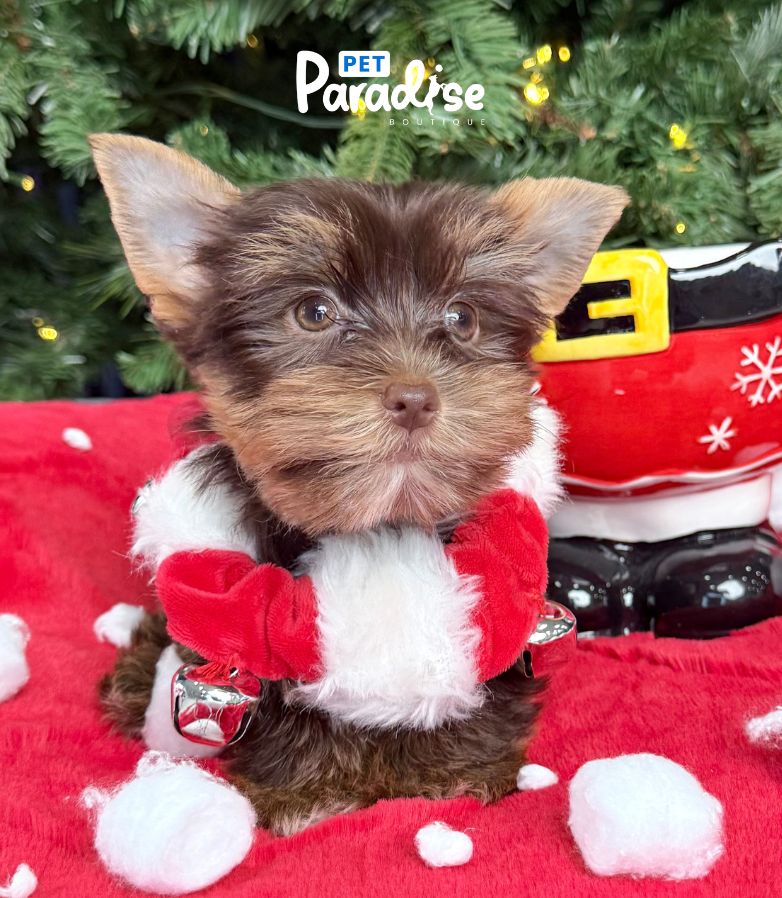 Yorkshire Terrier, Maya