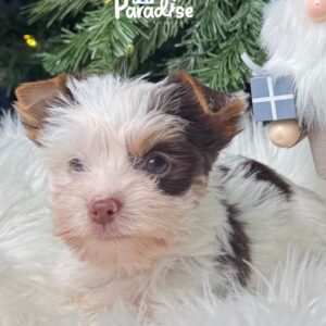 Yorkshire Terrier, Simba 2