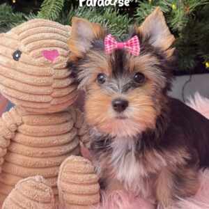 Yorkshire Terrier, Vanesa 1