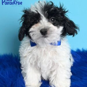 Maltipoo, Ariel 1