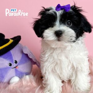 Maltipoo, Danay 3