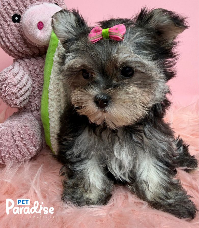 Morkie, Noa 1