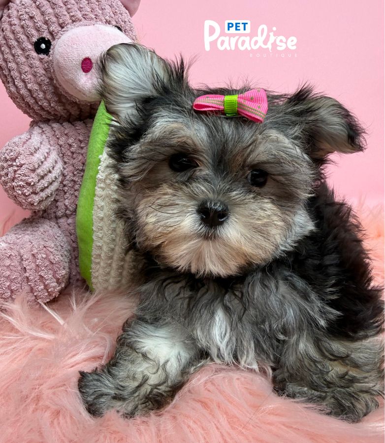 Morkie, Noa 3